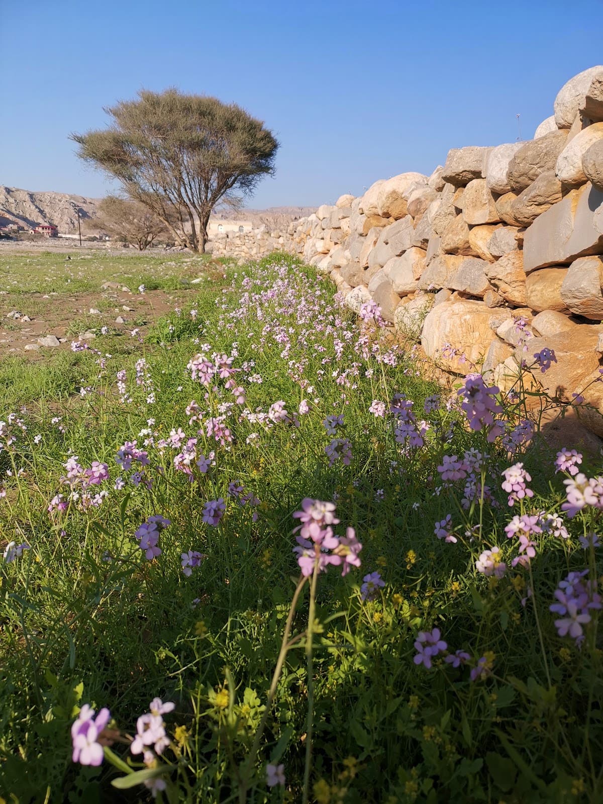 Wadi Naqab - Image 1