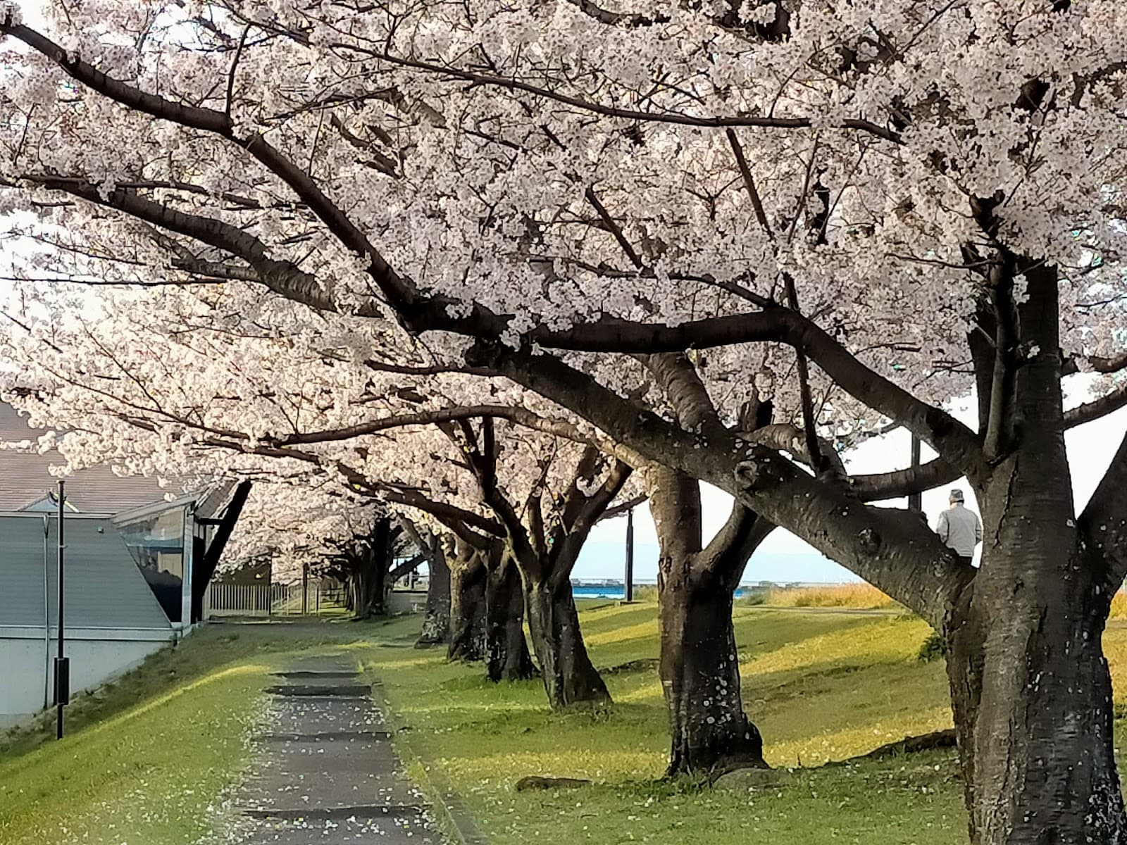 Oita River Sakura Embankment - Image 1