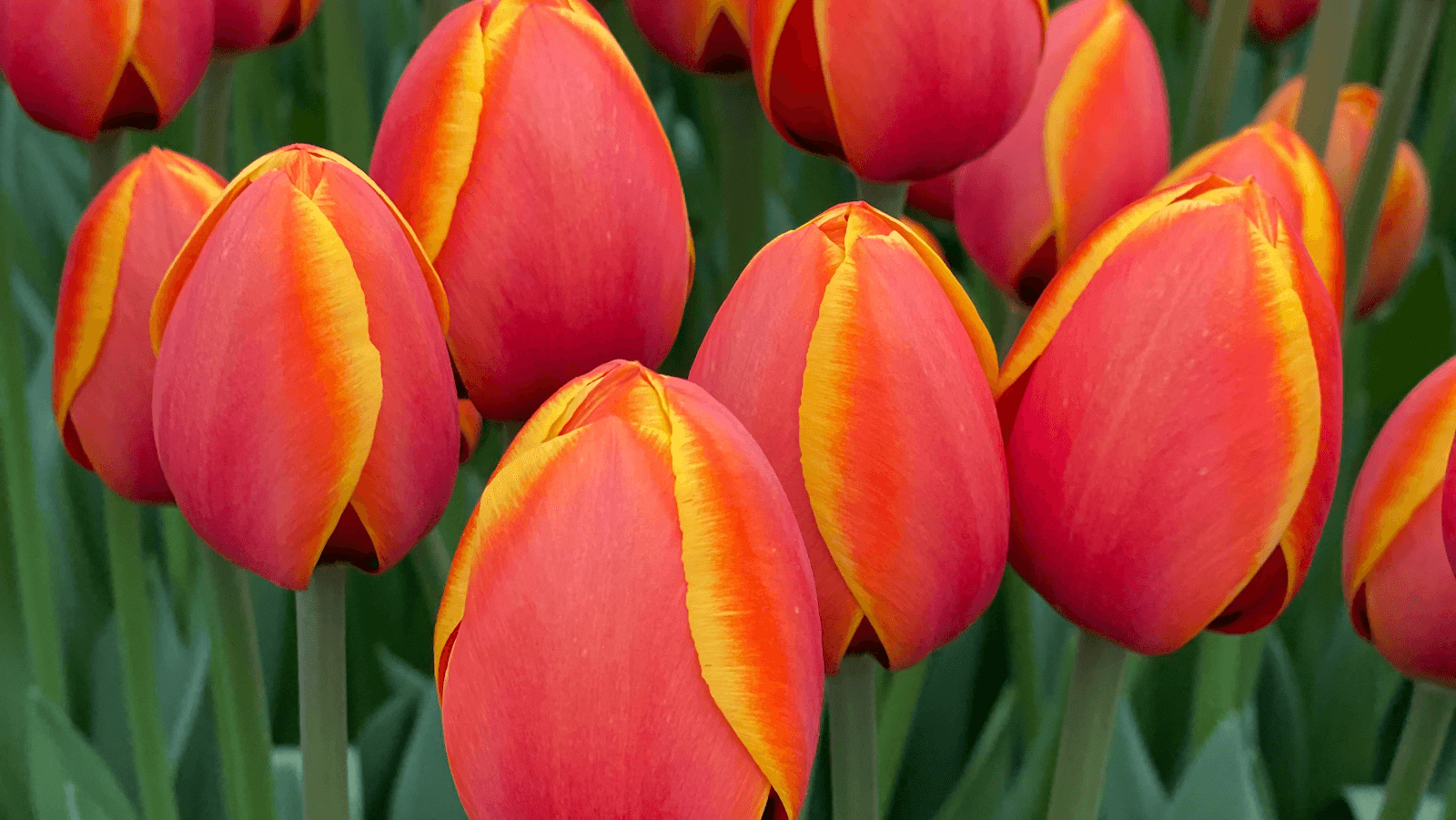 Table Cape Tulip Farm - Image 1