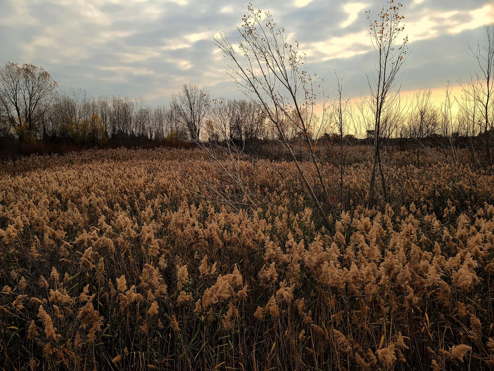 Ravenswood Conservation Area - Image 1