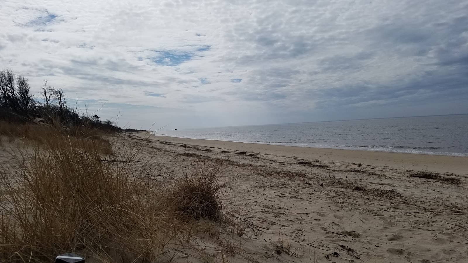 Dog-Friendly Beach Access