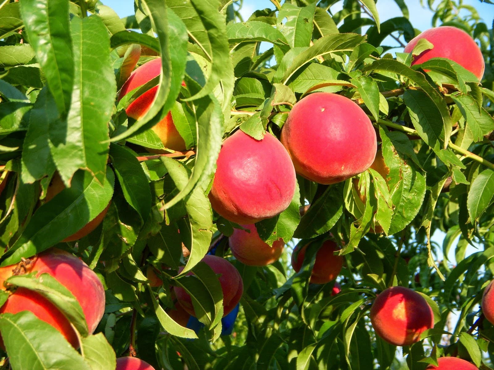 Chiles Peach Orchard - Image 1