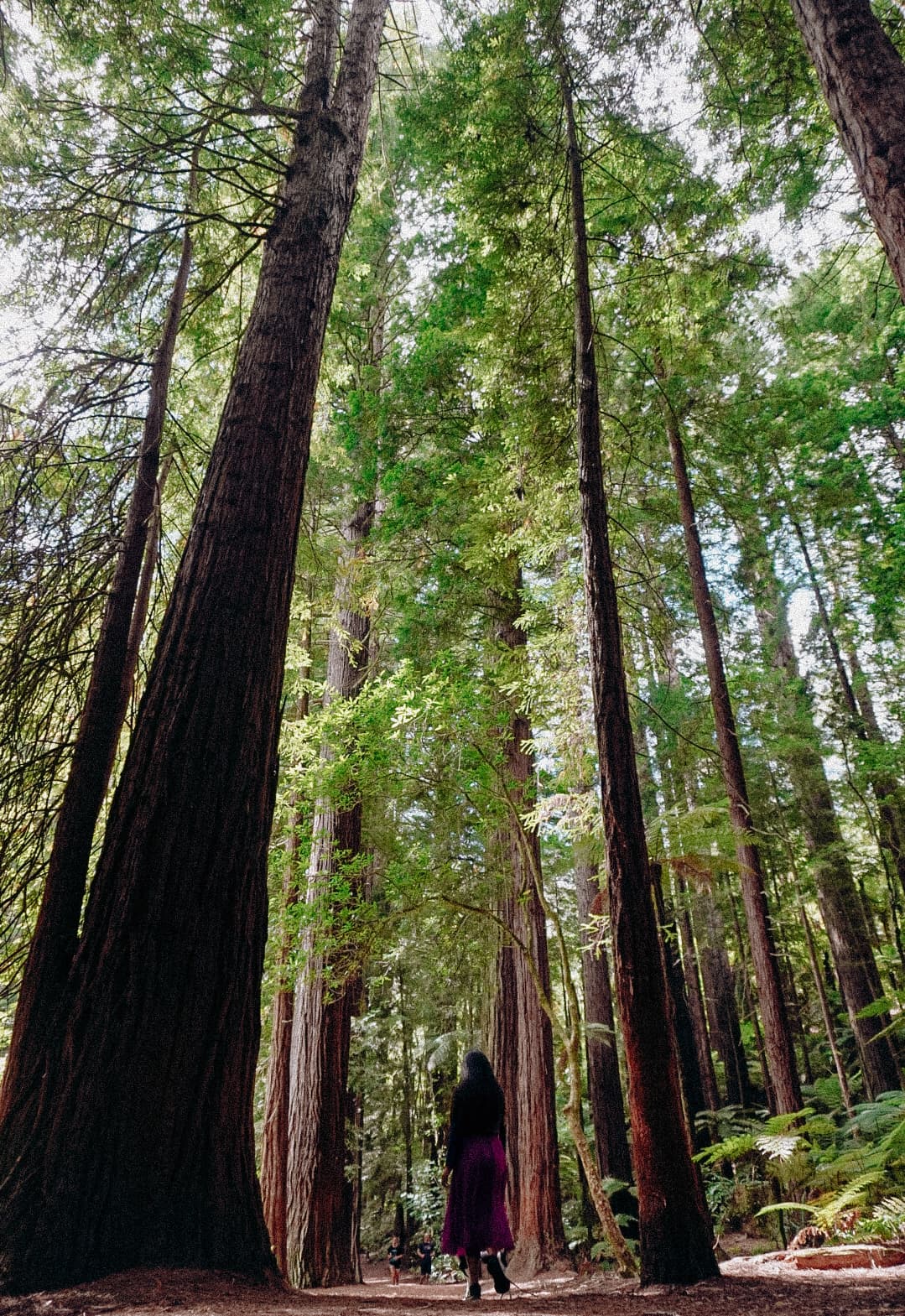 Whakarewarewa Mountain Bike Park Waipa - Image 1