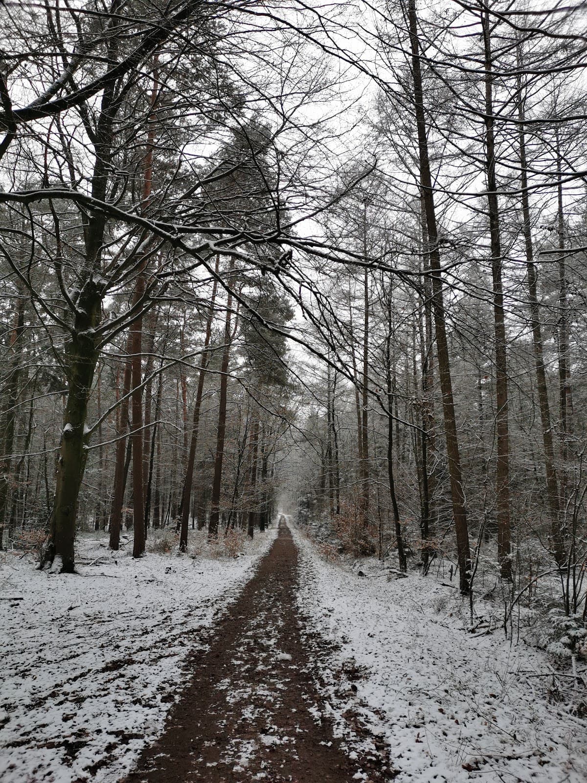 Heger Holz - Image 1