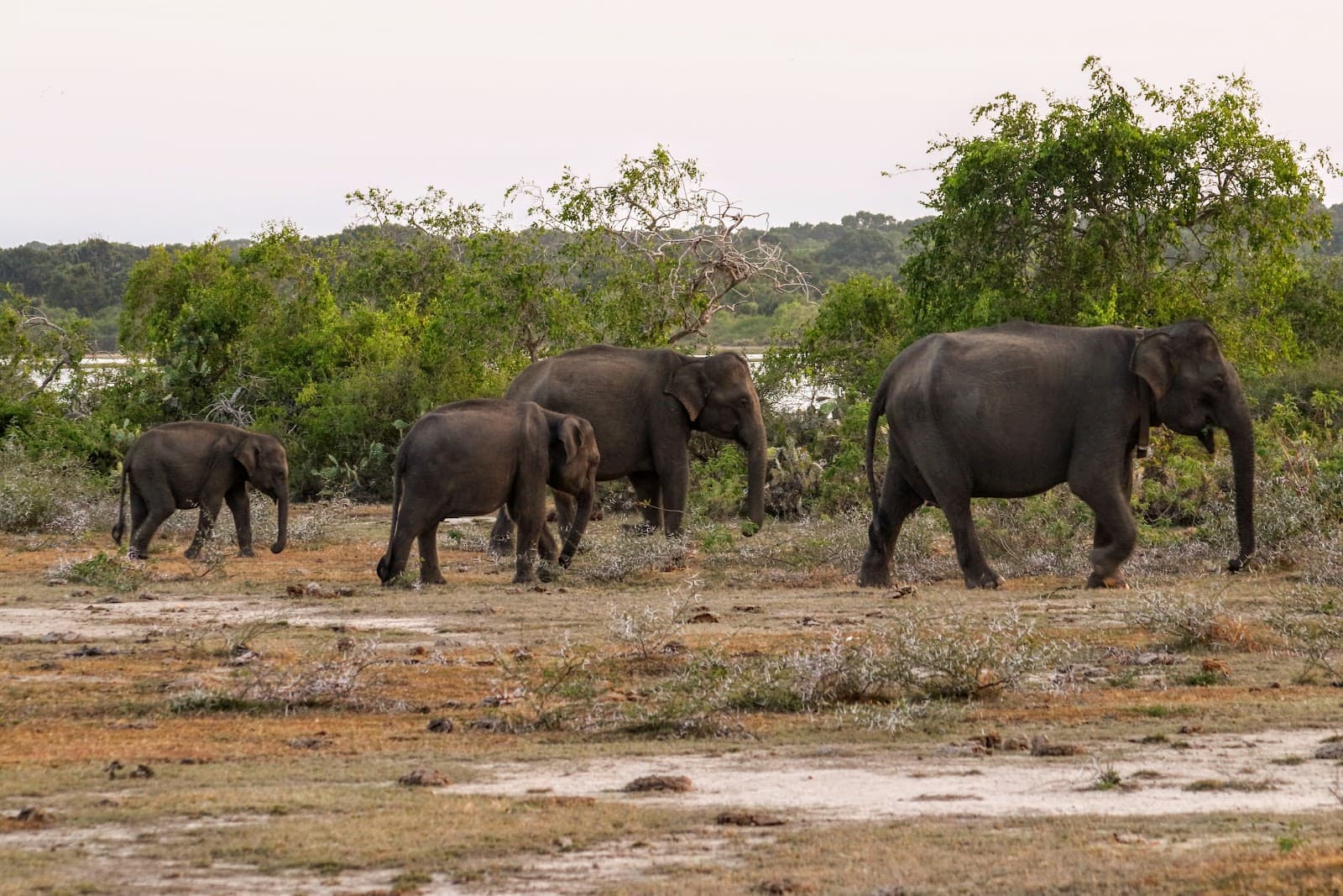 Yala National Park - Image 1