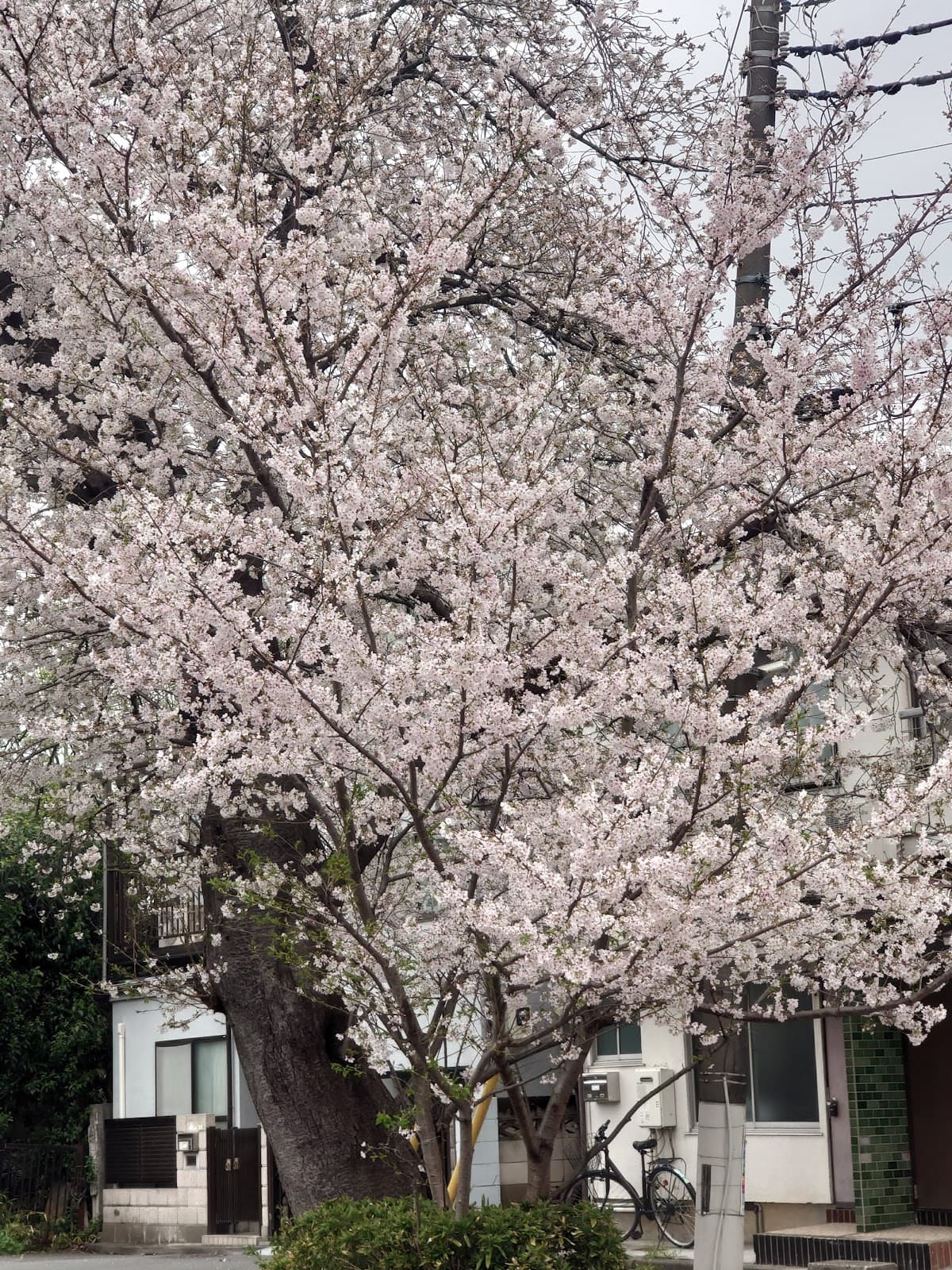 Saginomiya - Image 1
