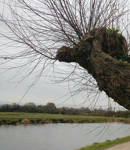 Chesterton - Image 1