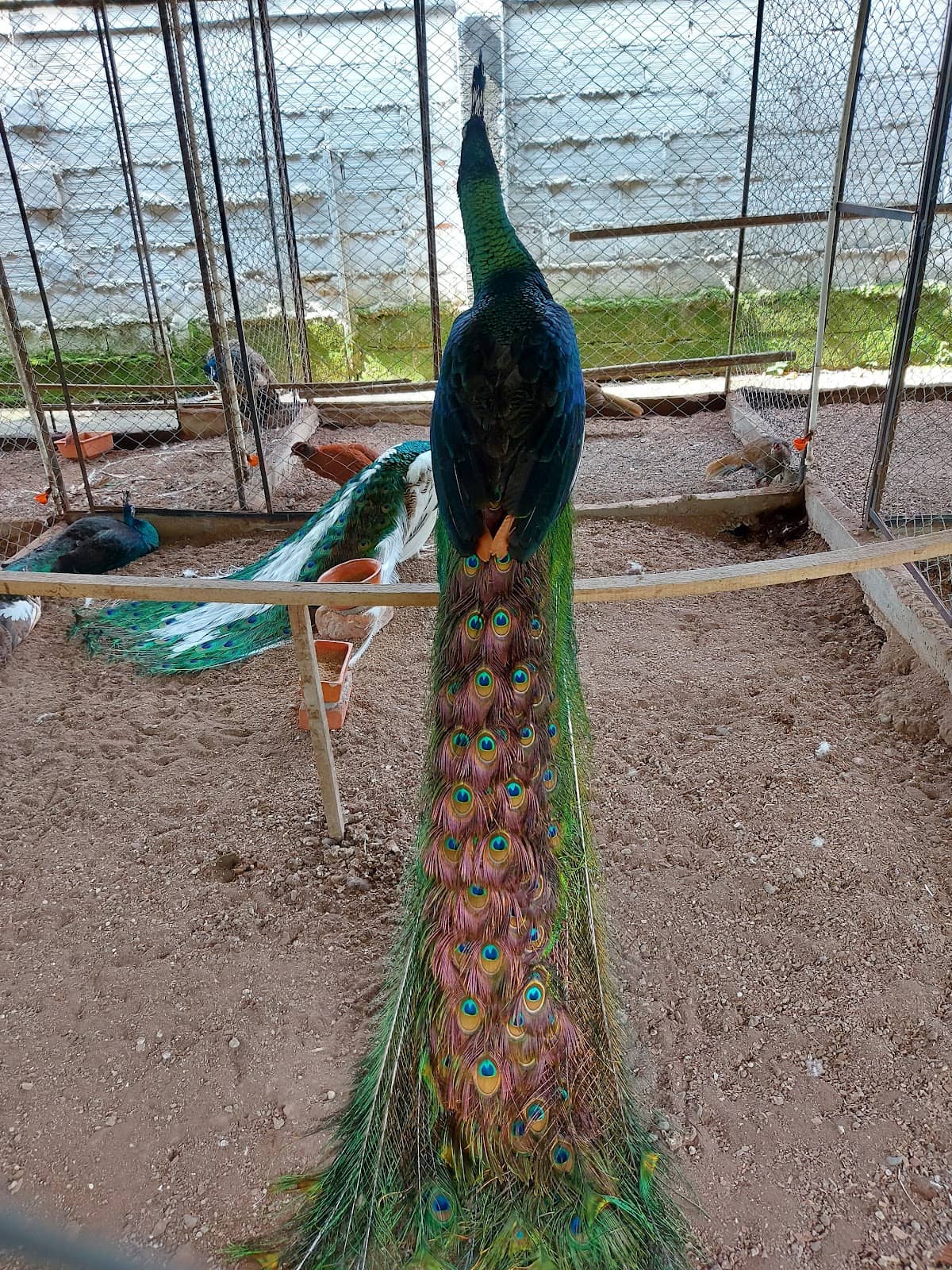 Diverse Animal Encounters