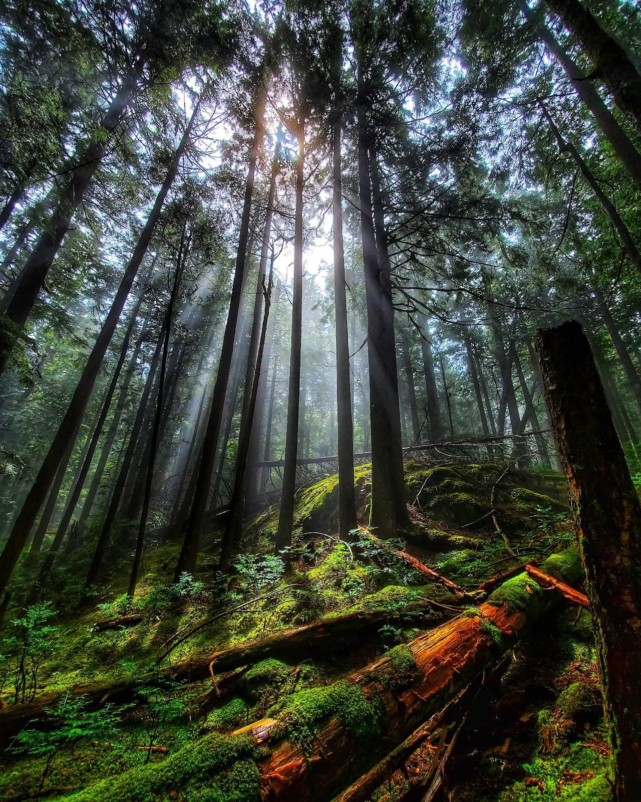 Lush Forest Trails
