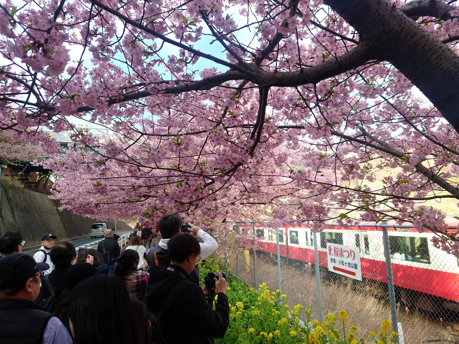 Train Spotting with Sakura