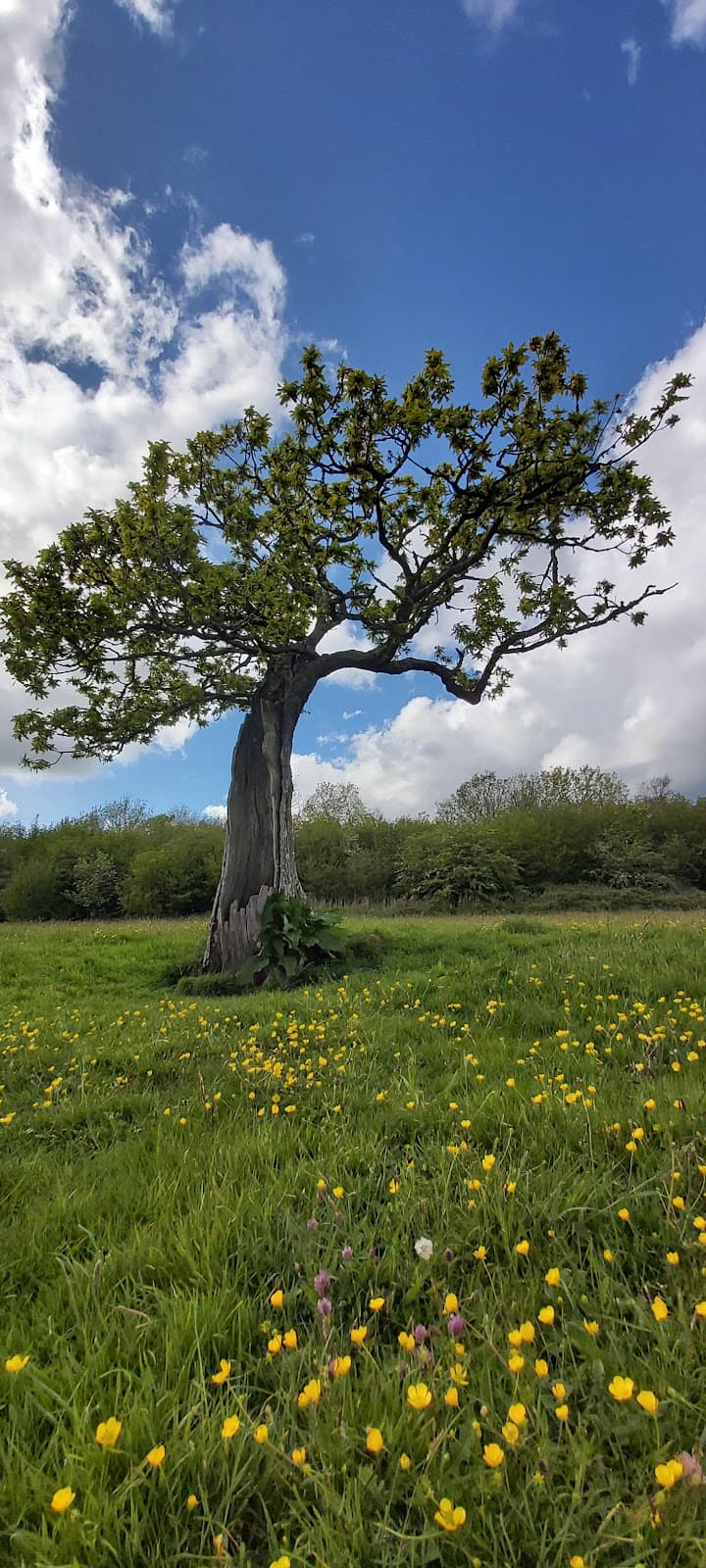 Green Castle Woods - Image 1
