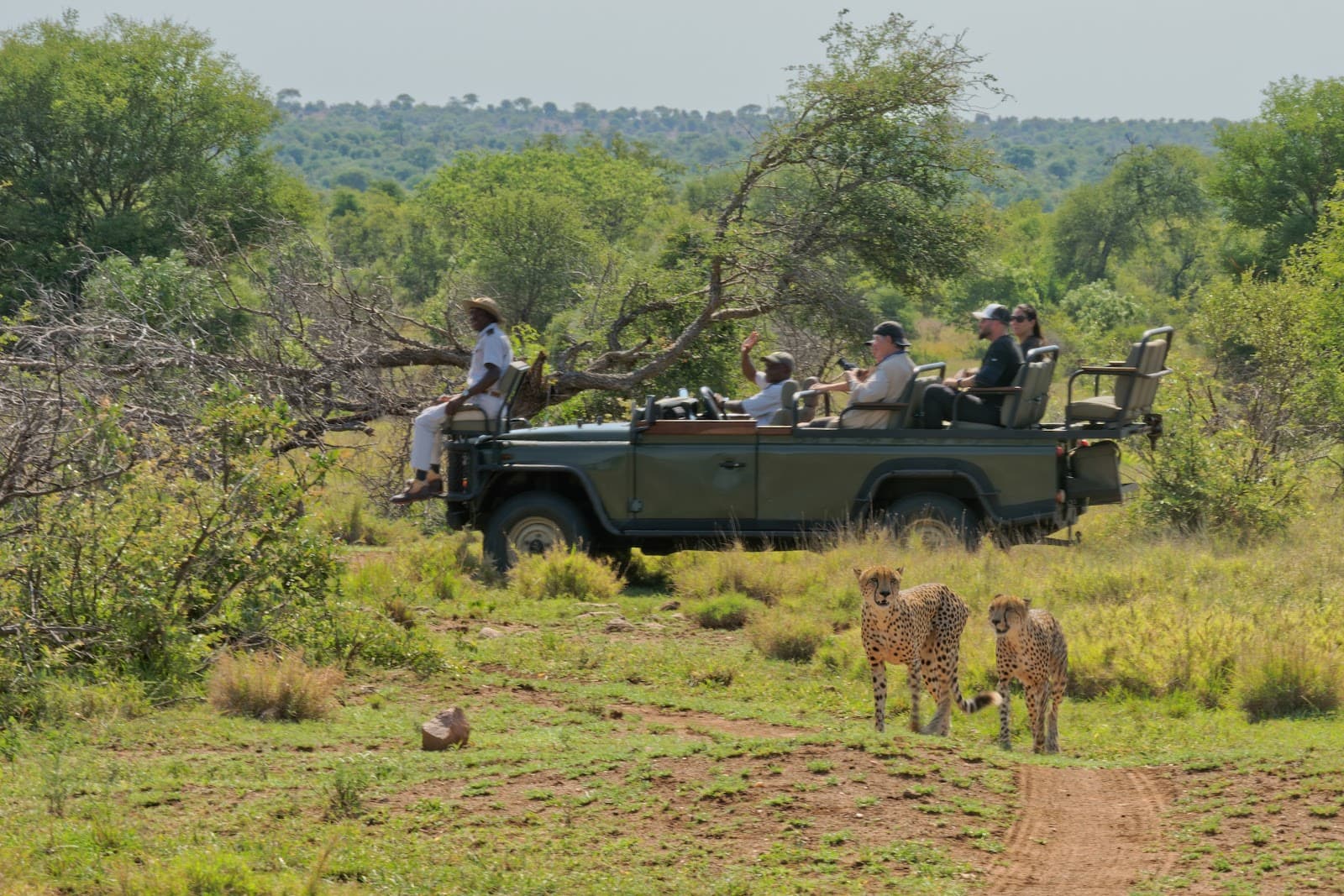 Timbavati Game Reserve Hoedspruit South Africa - Image 1