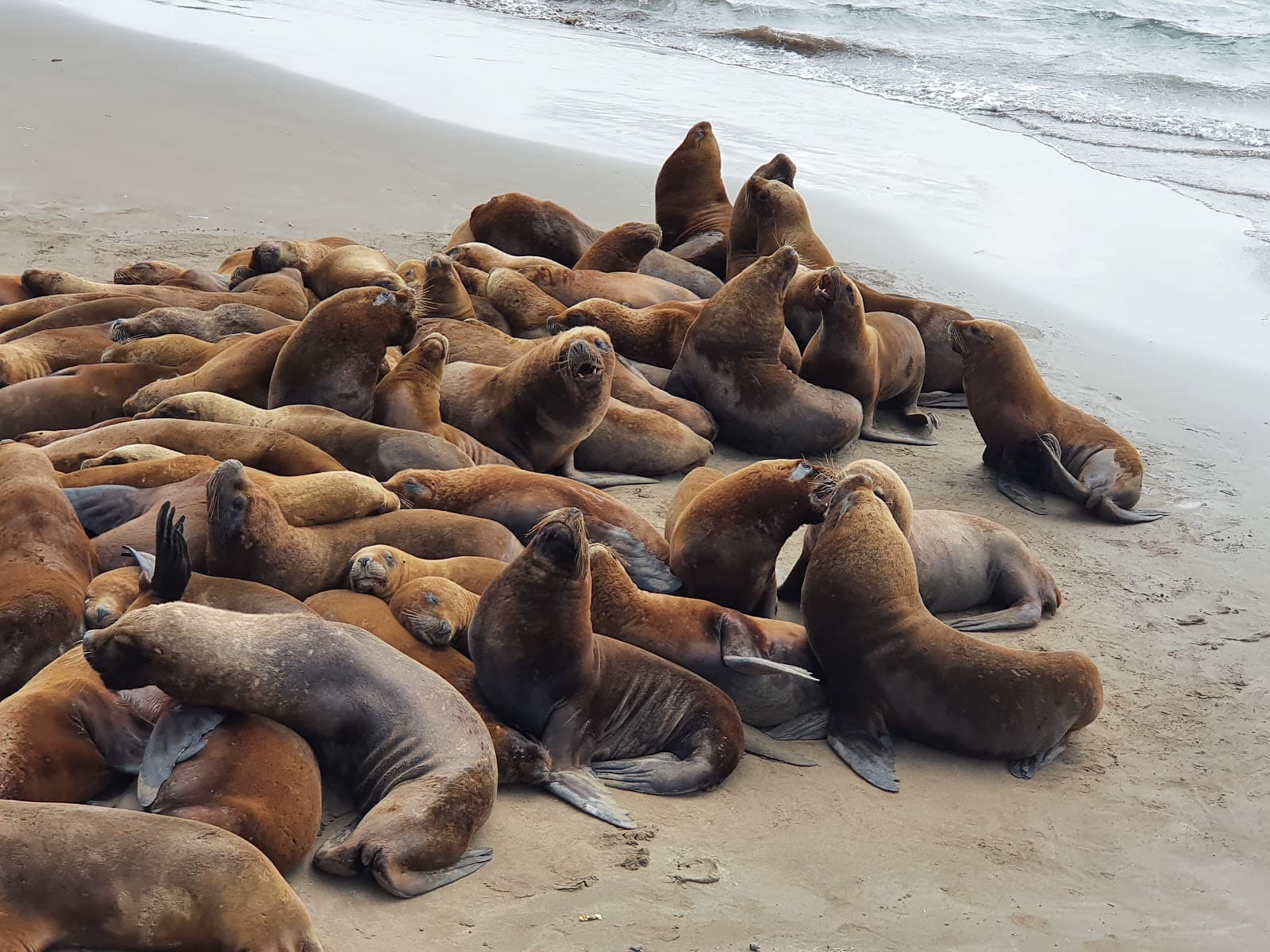 Lobería de Mar del Plata Escollera Sur - Image 1