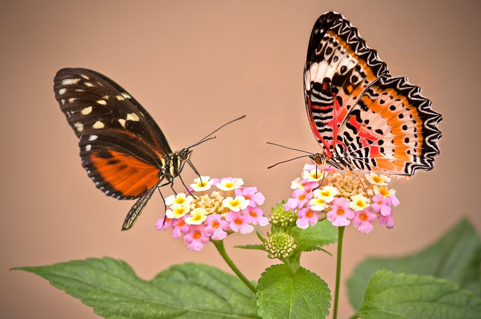 Garten der Schmetterlinge Sayn - Image 1