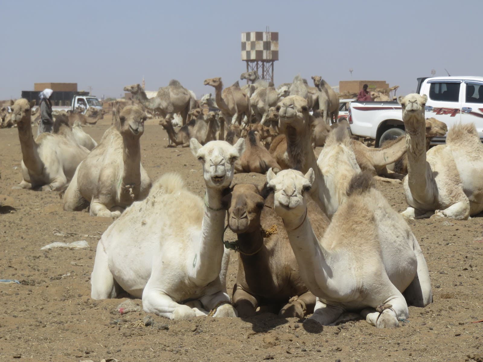 Omdurman Camel Market - Image 1