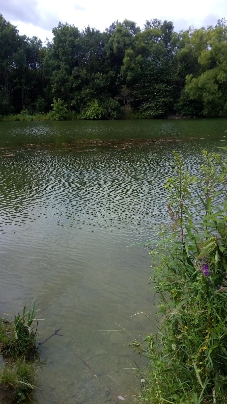 Föhrenwald - Image 1