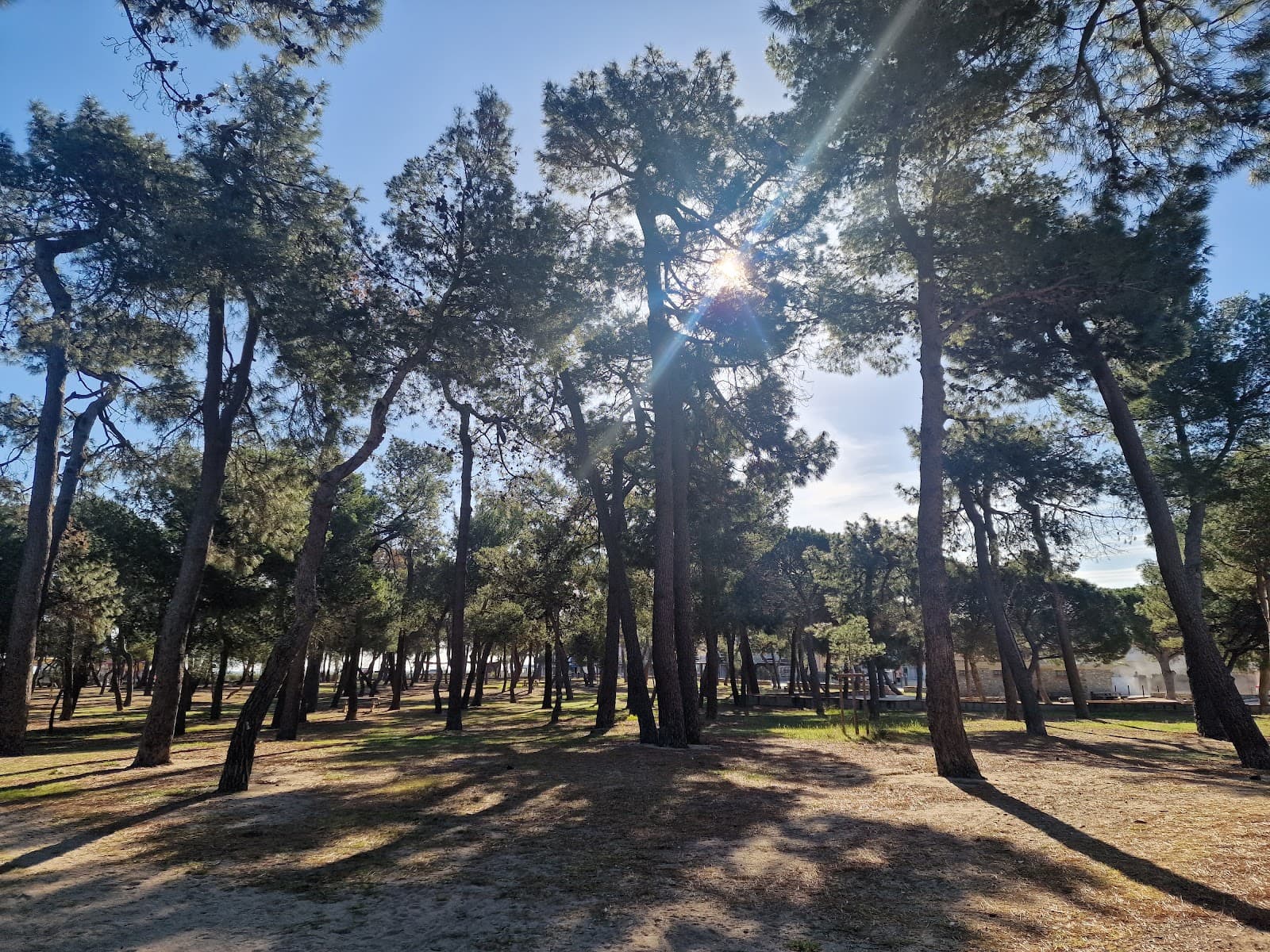 Bois des Pins - Image 1