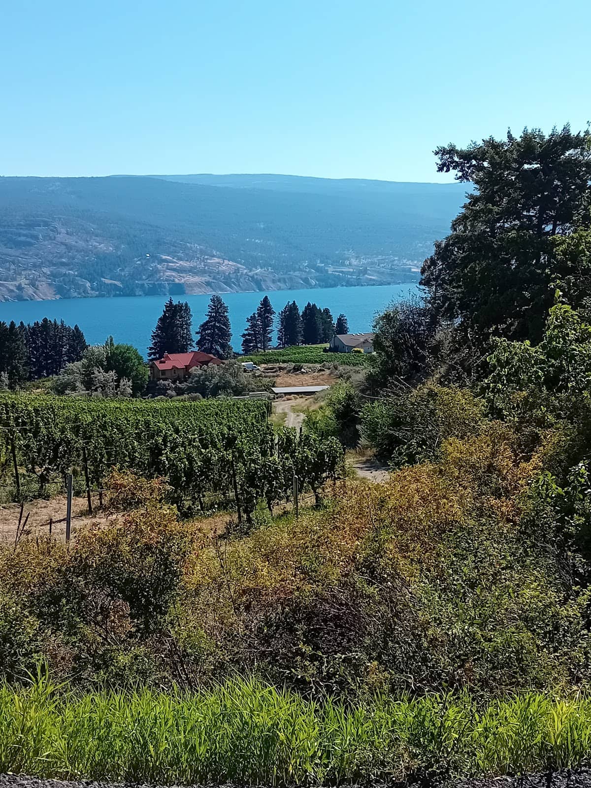 Sparkling Wine Producers