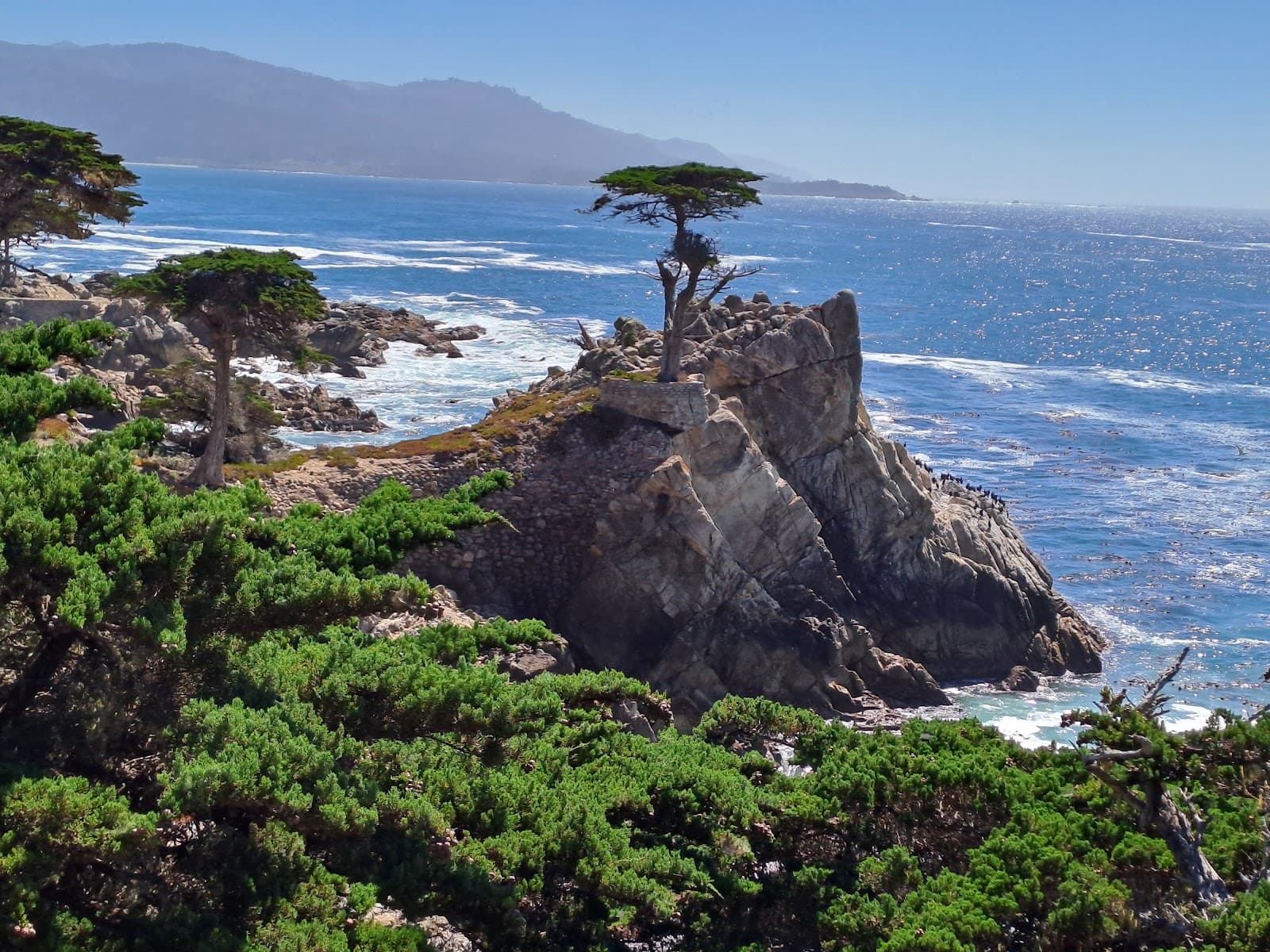The Lone Cypress - Image 1