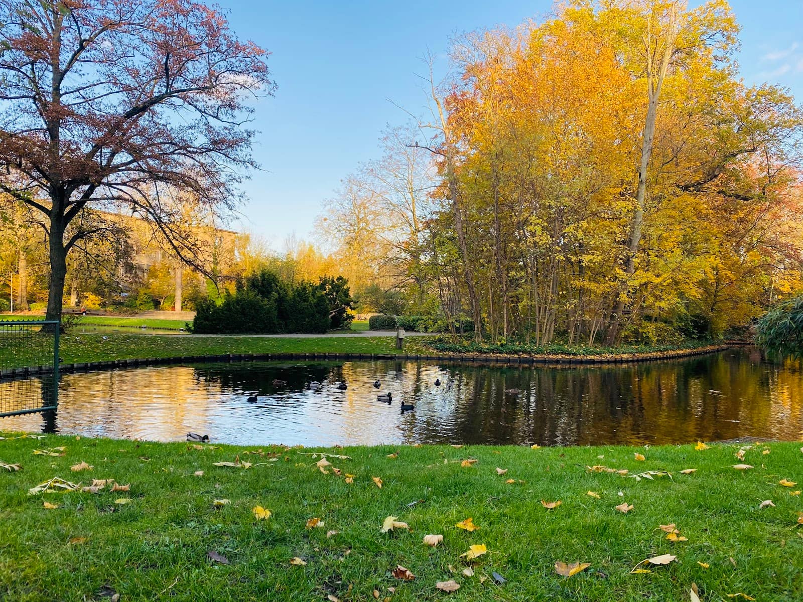 Ancient Trees and Serene Ponds