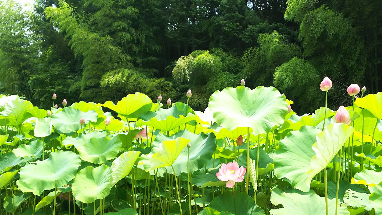 Sunrise Point Overlook