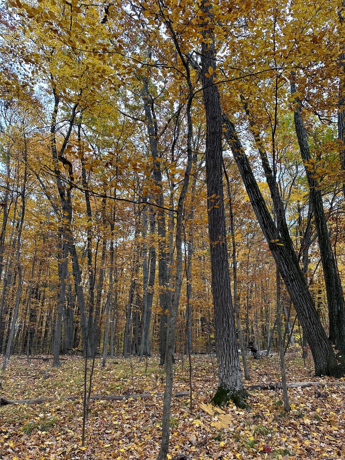 Skidmore College North Woods Saratoga Springs - Image 1