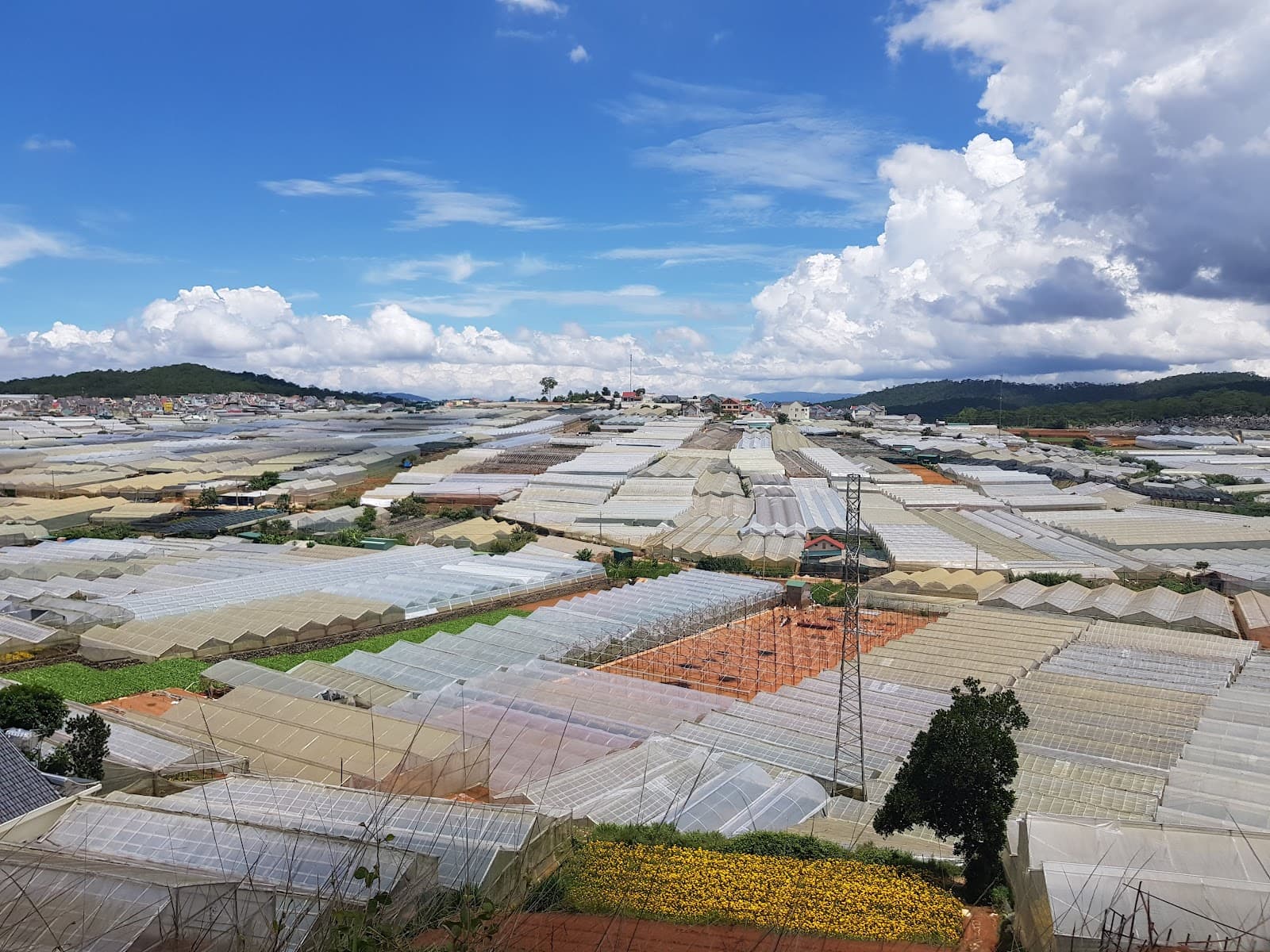 Thai Phien Flower Village - Image 1