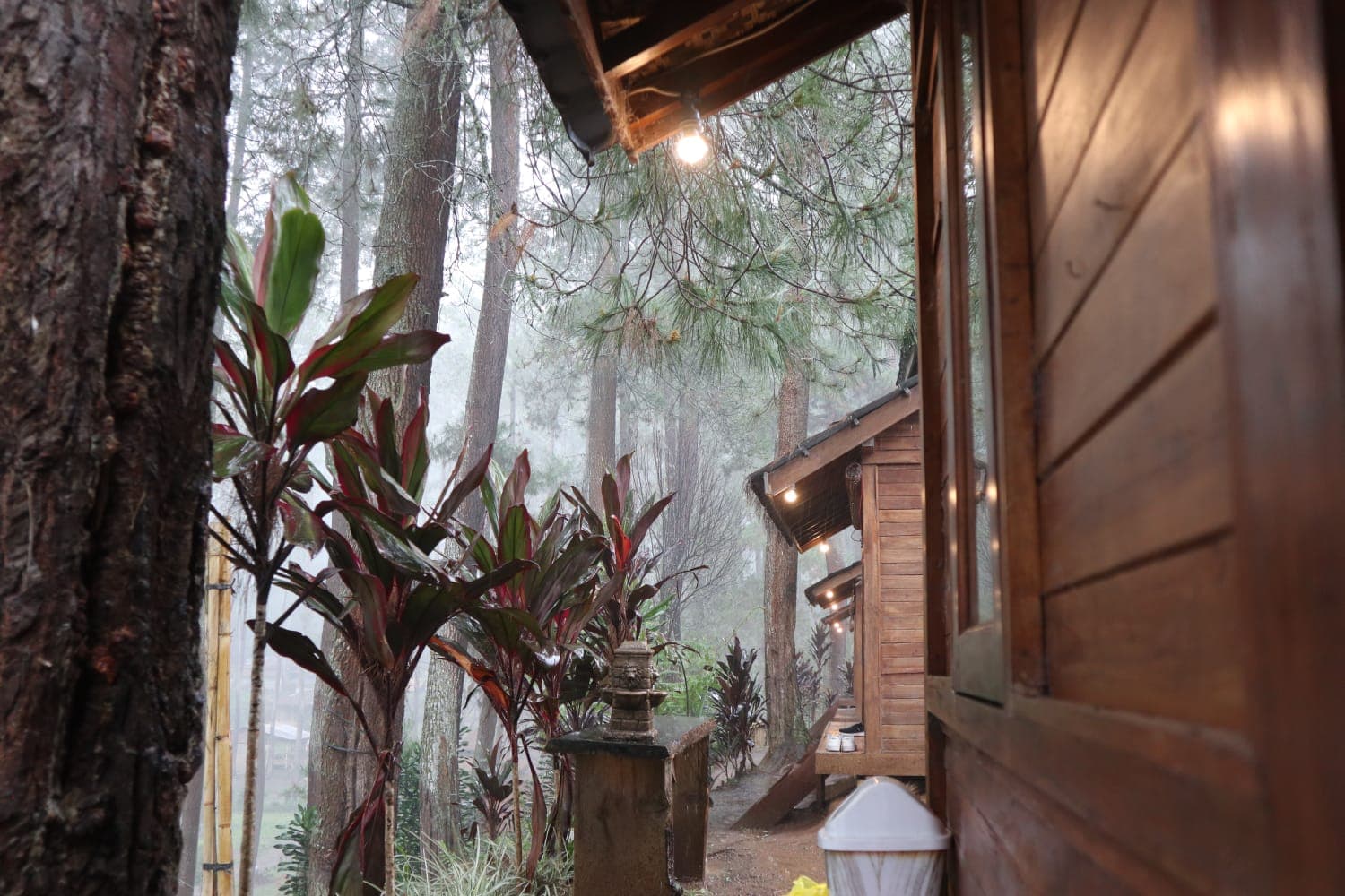 Jayagiri Forest - Image 1