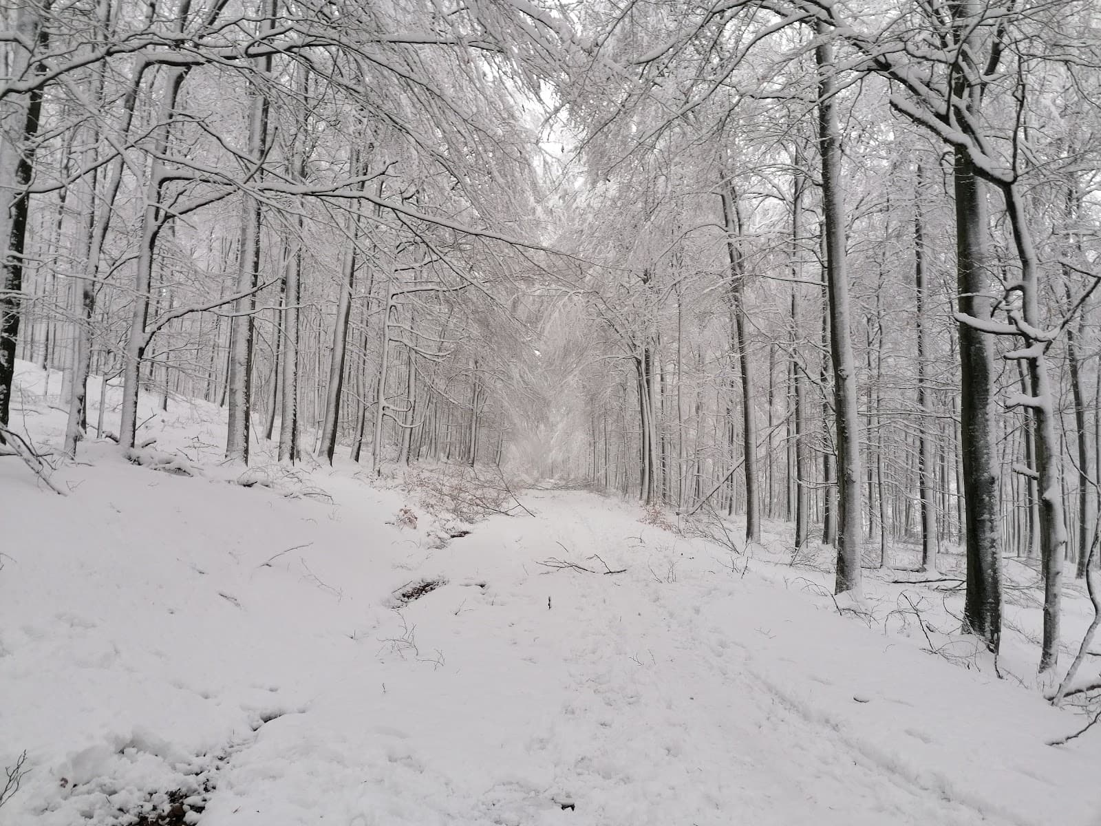 Hunsrück-Hochwald National Park - Image 1