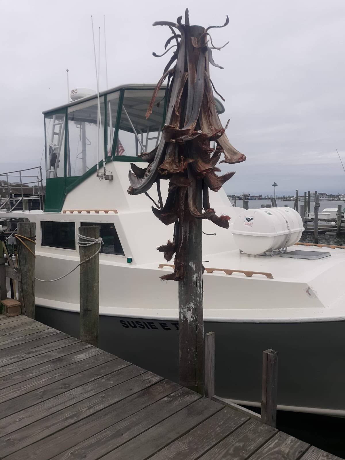 Star Island Harbor Views