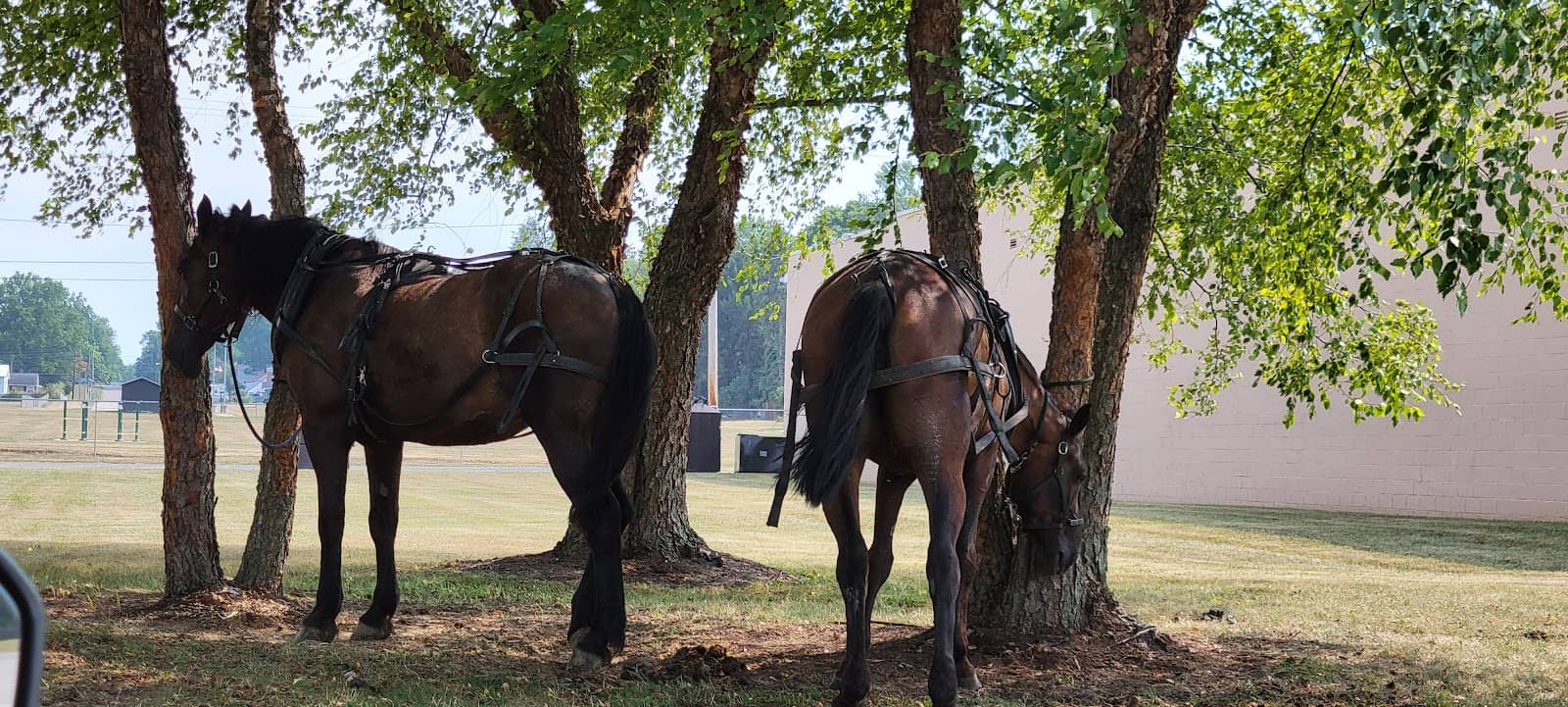 Iron Horse Restaurant