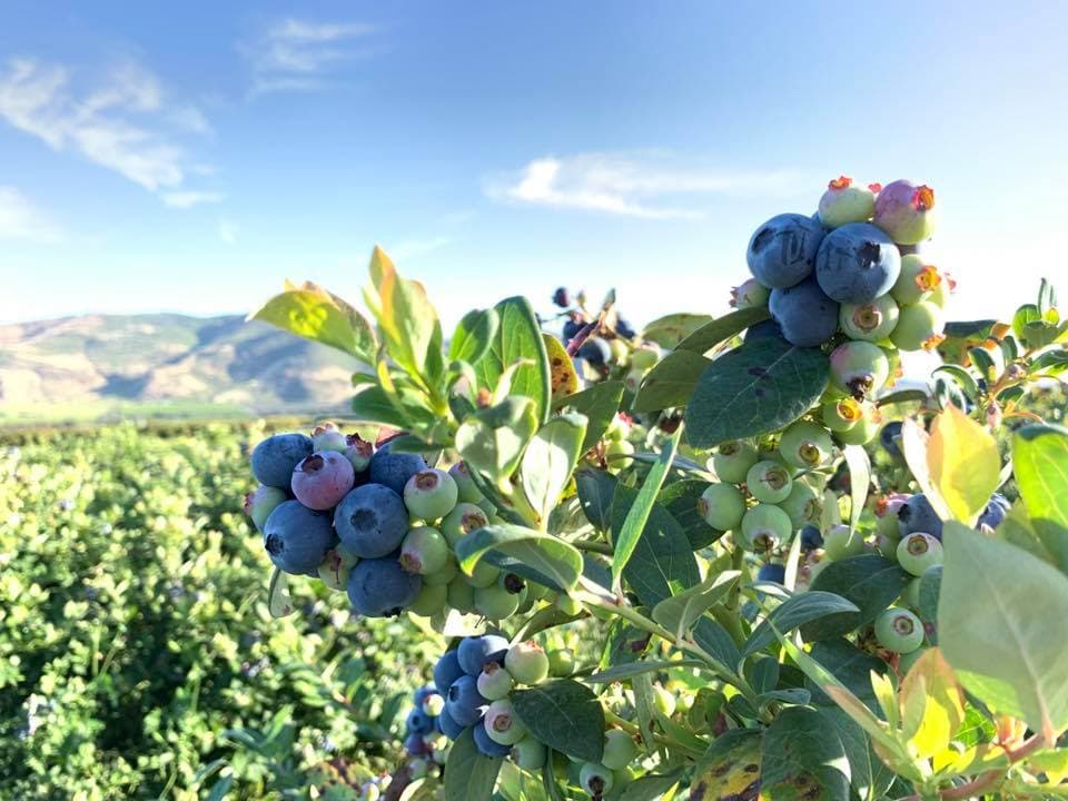 Gerry Ranch Blueberry U-Pick - Image 1