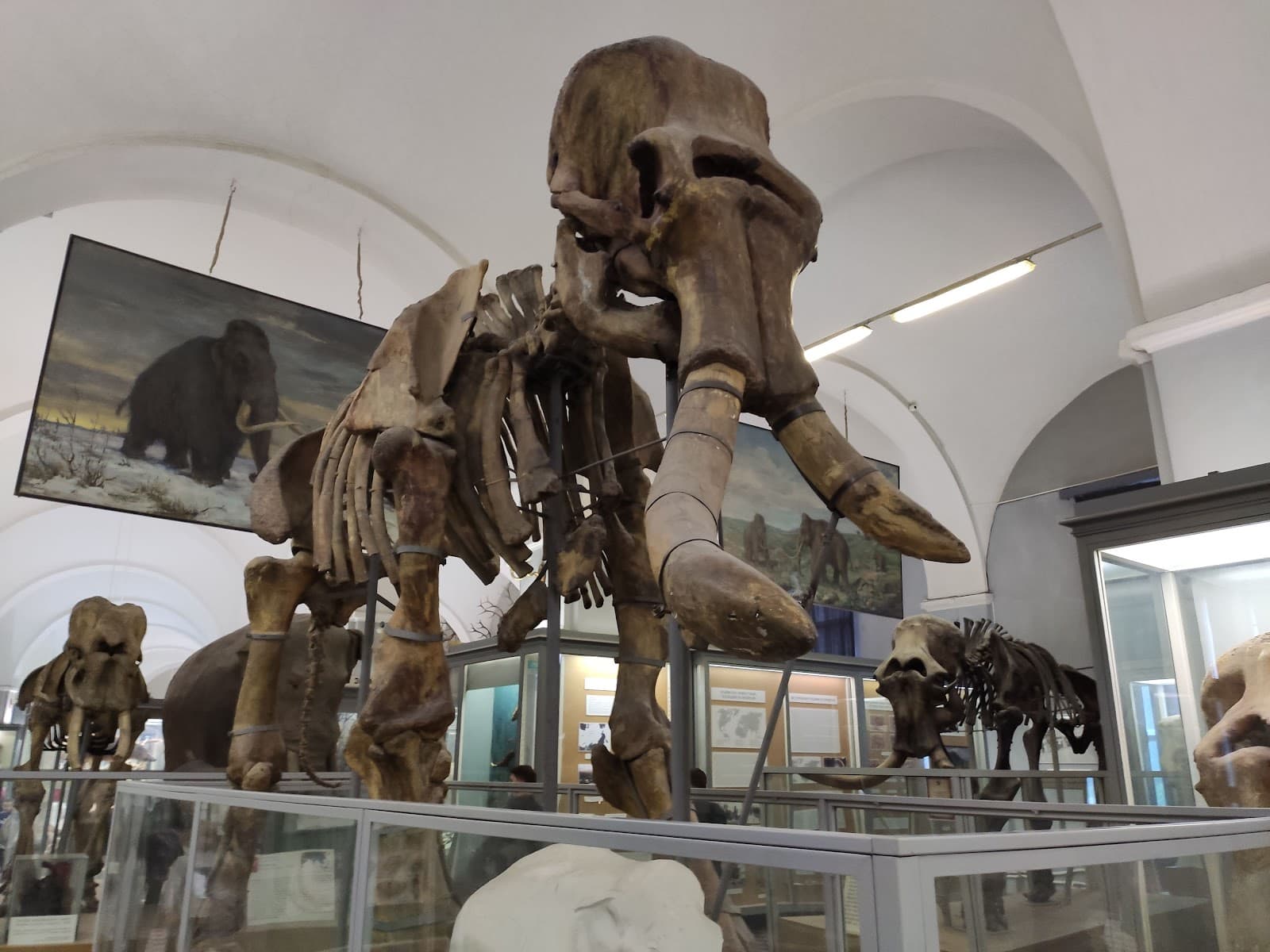 Zoological Museum - Image 1