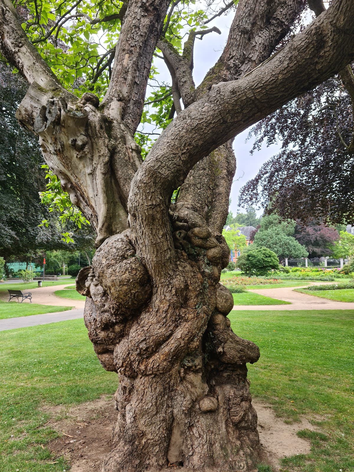 Bad Godesberg Kurpark - Image 1