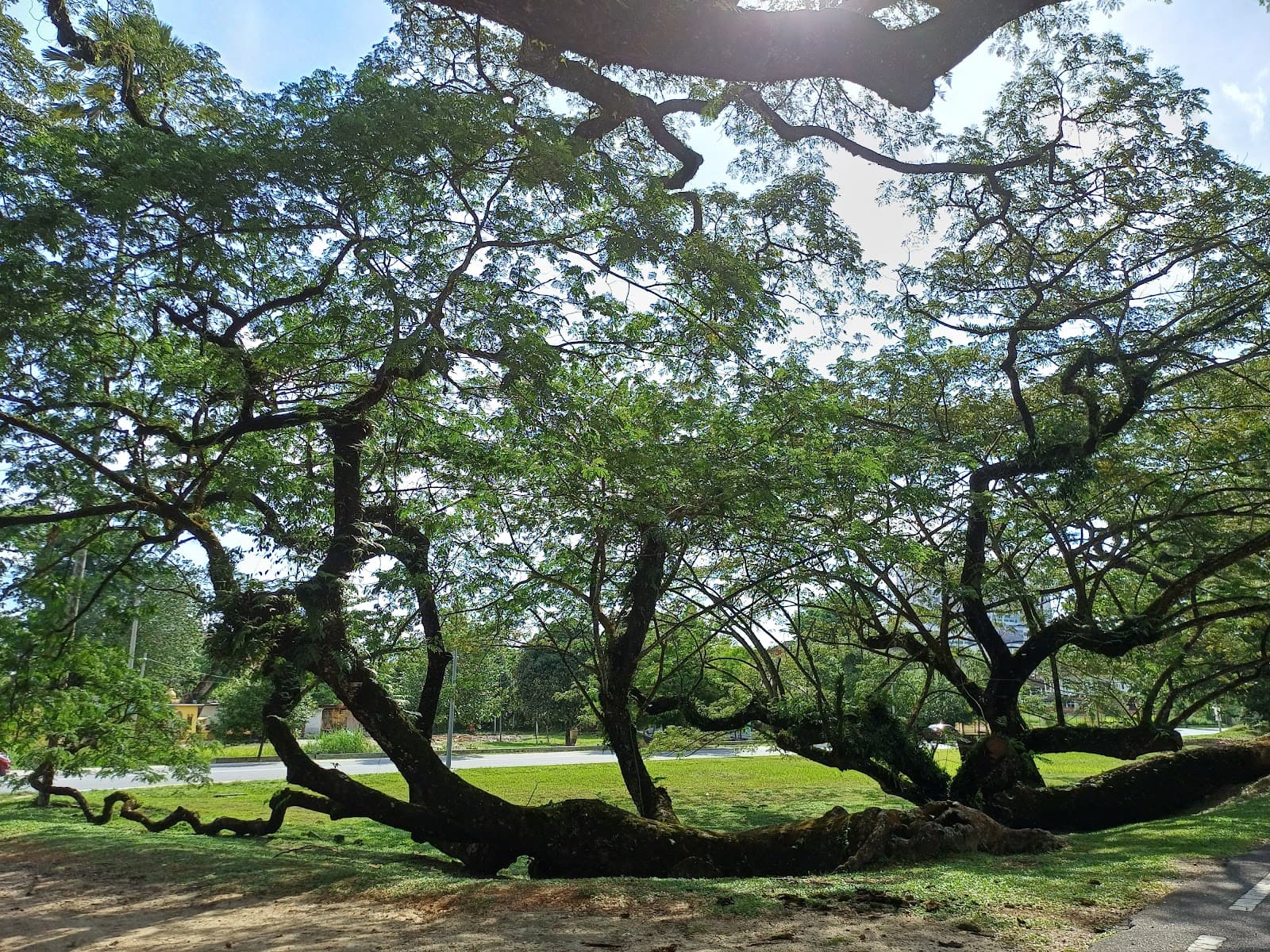 Kamunting Lake Gardens - Image 1