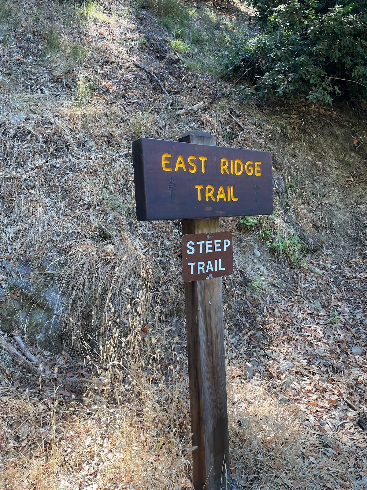 East Ridge-Pool Ridge Loop (Armstrong Redwoods) - Image 1