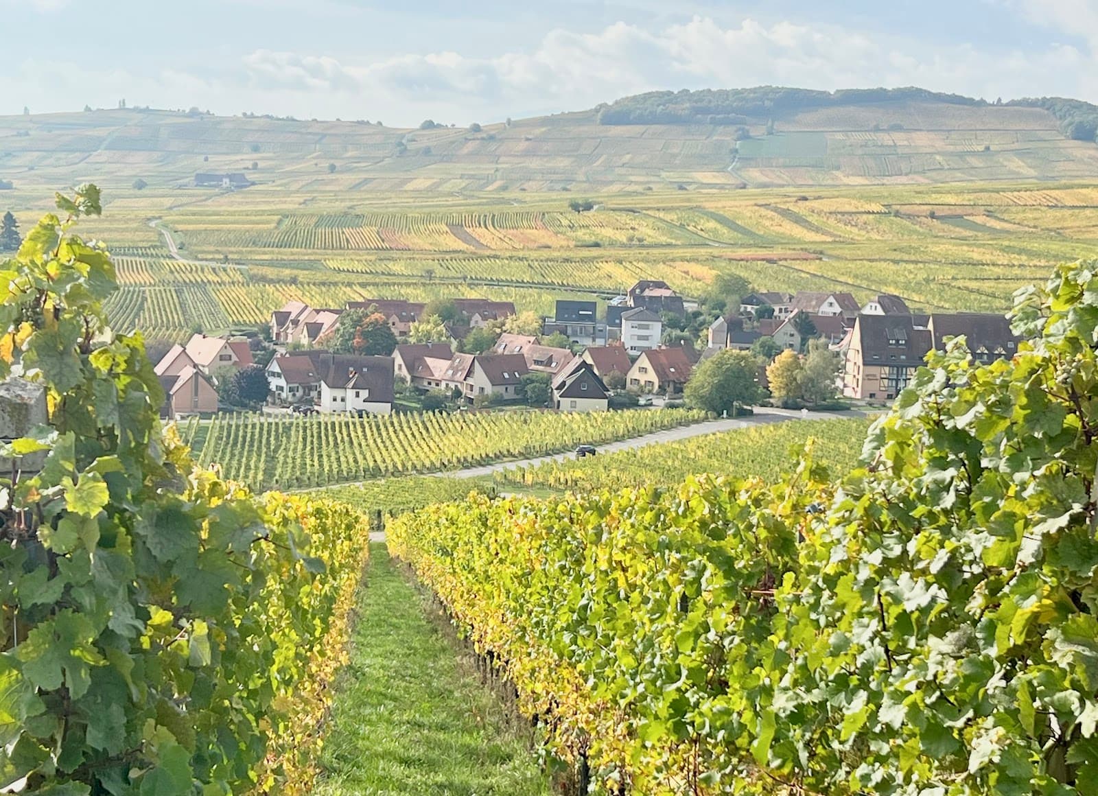 Schoenenbourg Grand Cru Vineyard - Image 1