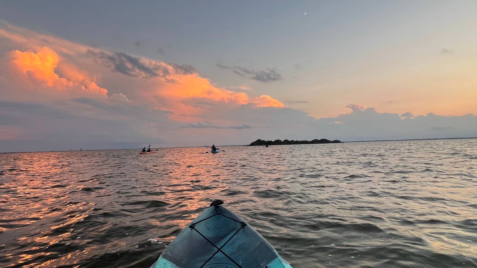 Bird Island Wildlife