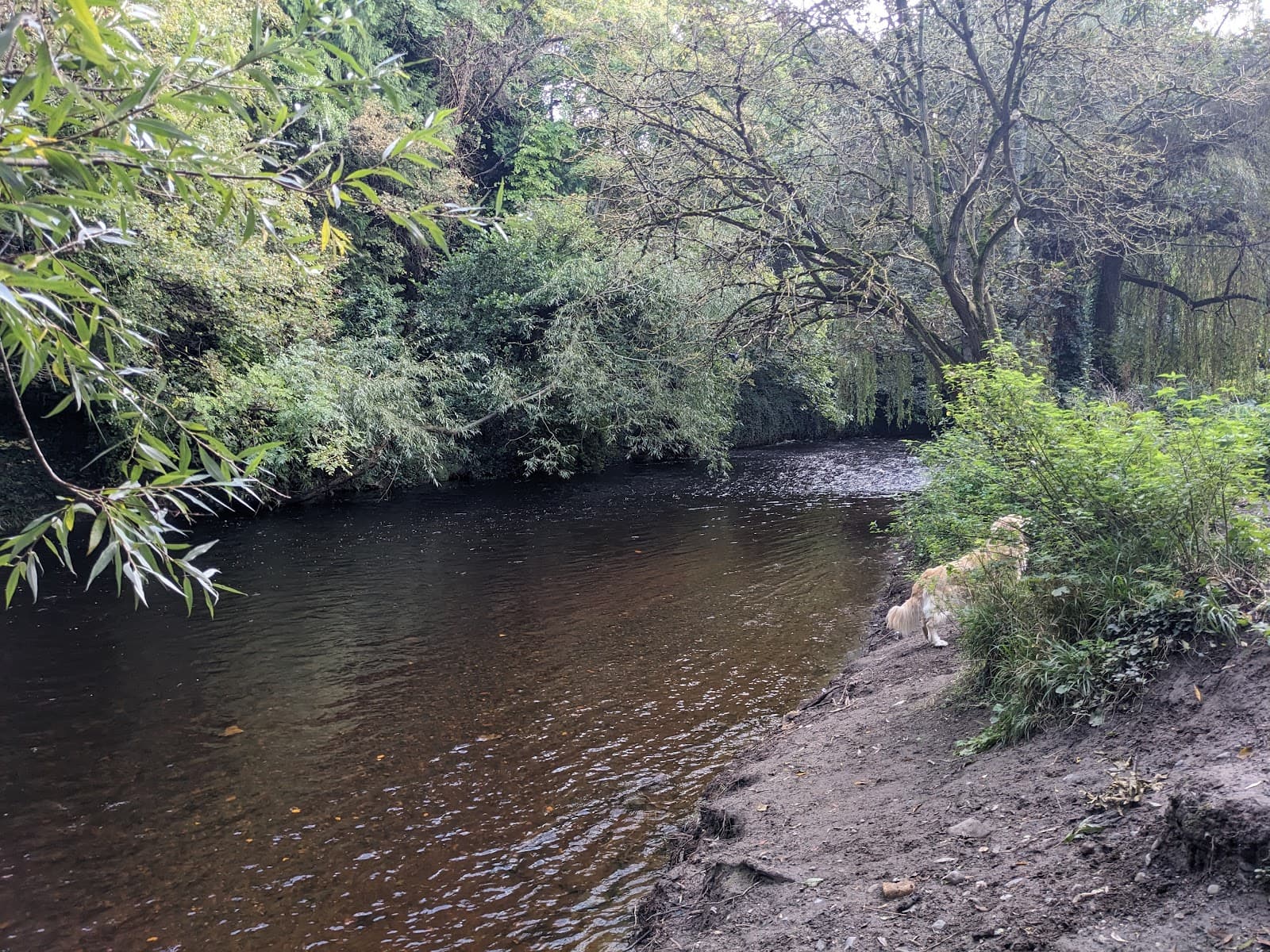 River Dodder Walk Dublin - Image 1