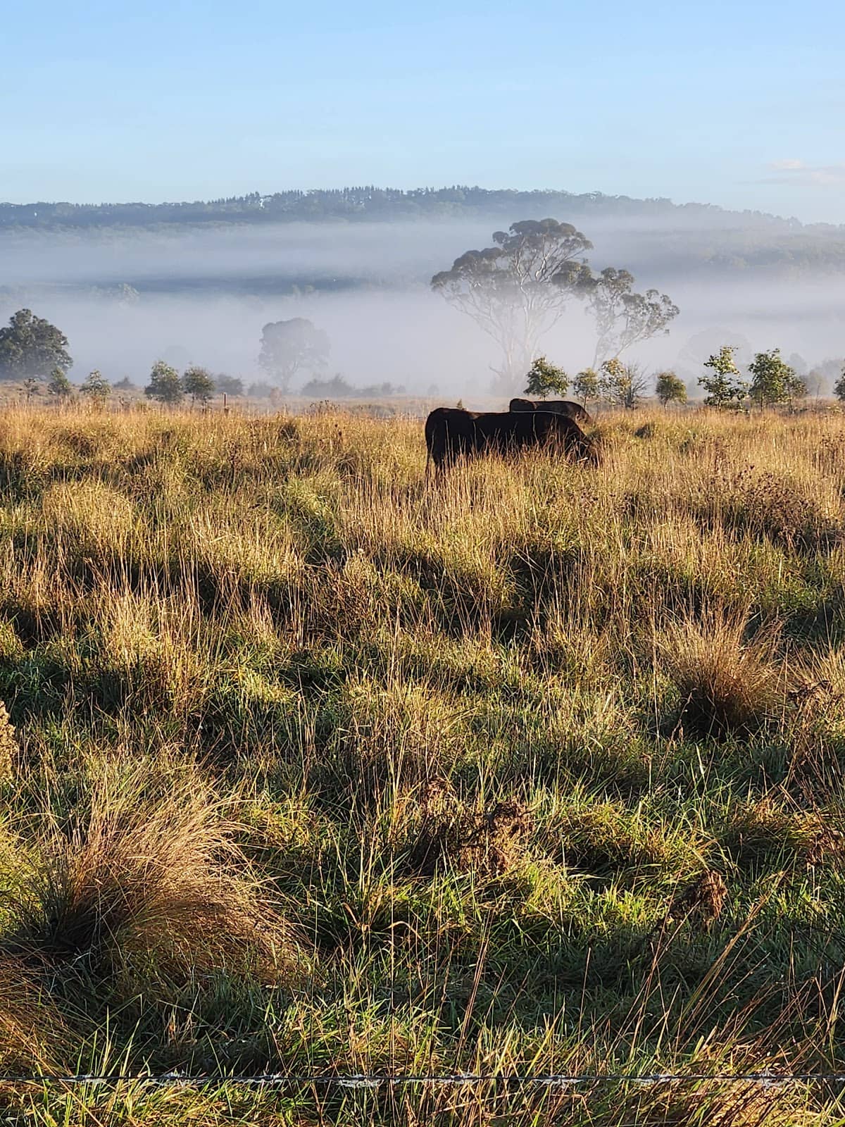 Cecil Hoskins Reserve