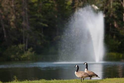 Bowness Park Calgary - Image 1