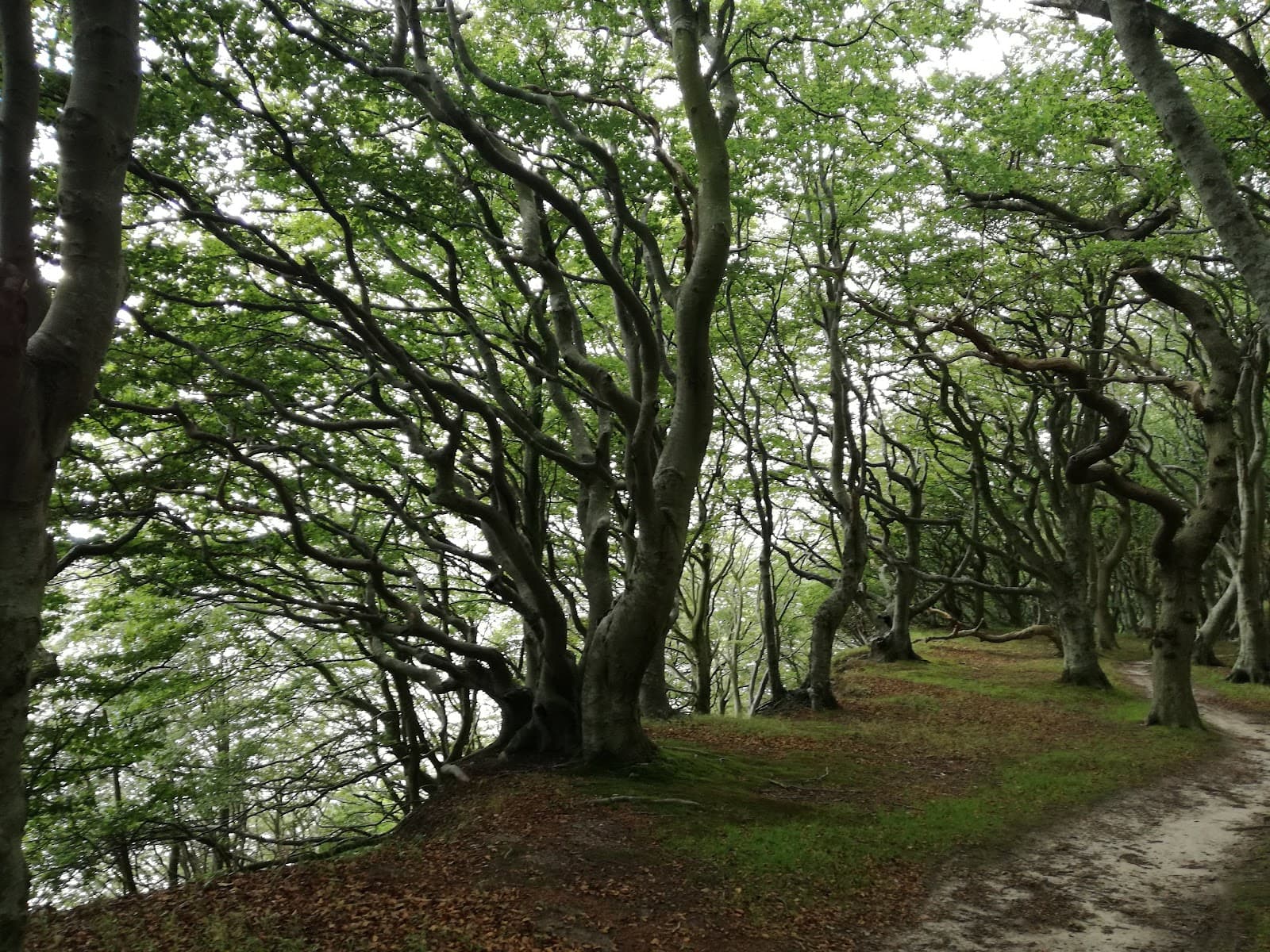 Kalø Skovene - Image 1