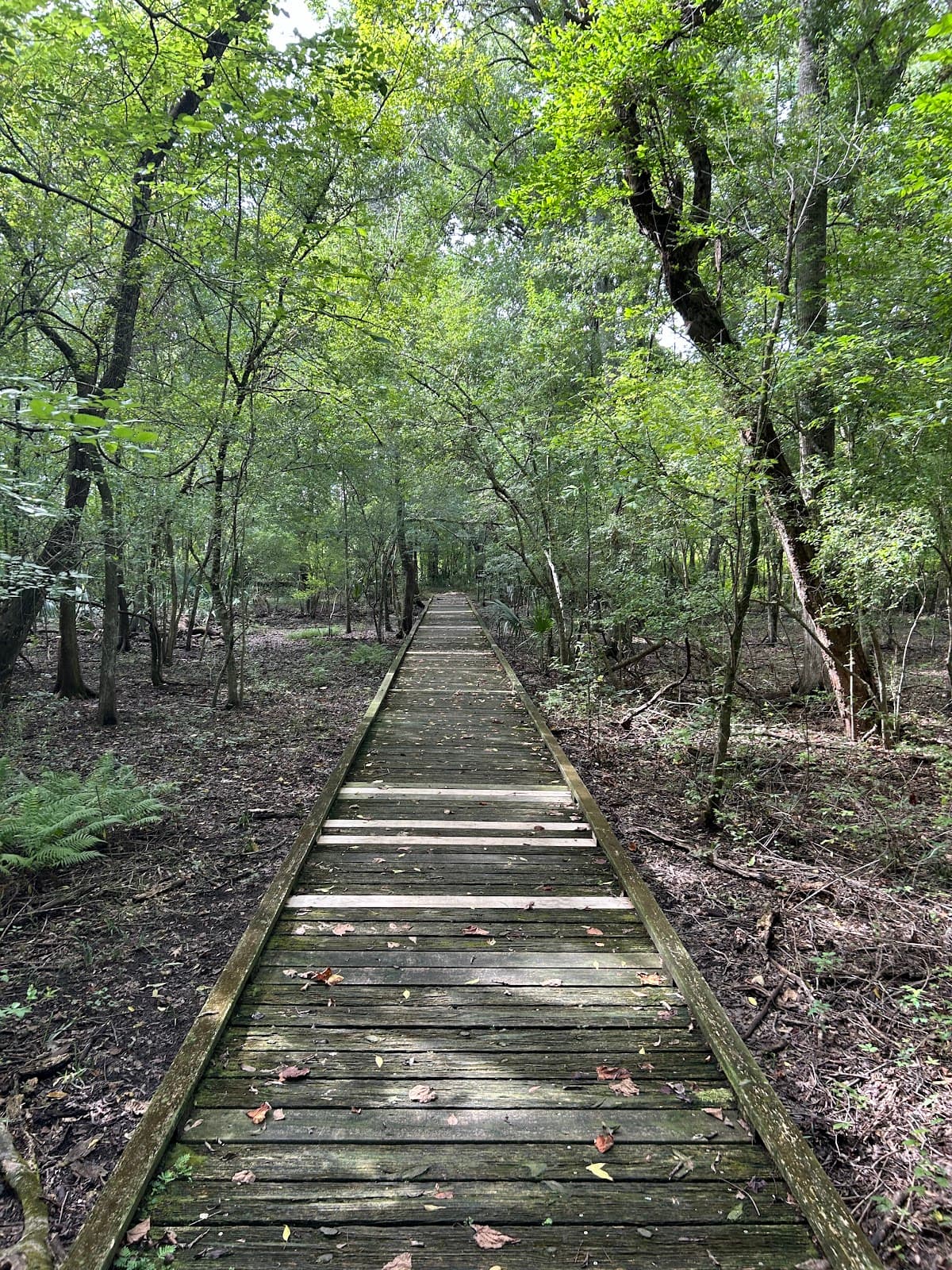 Lake Fausse Pointe State Park - Image 1