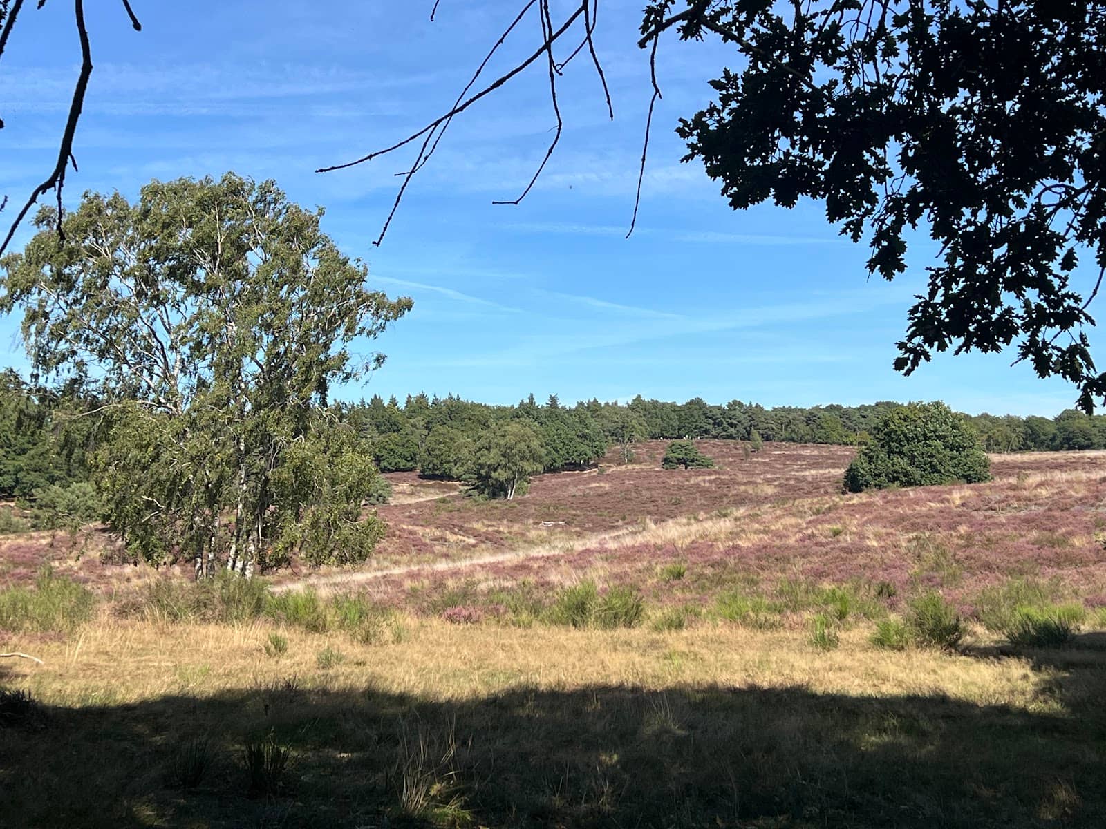 Panoramic Lookout Tower
