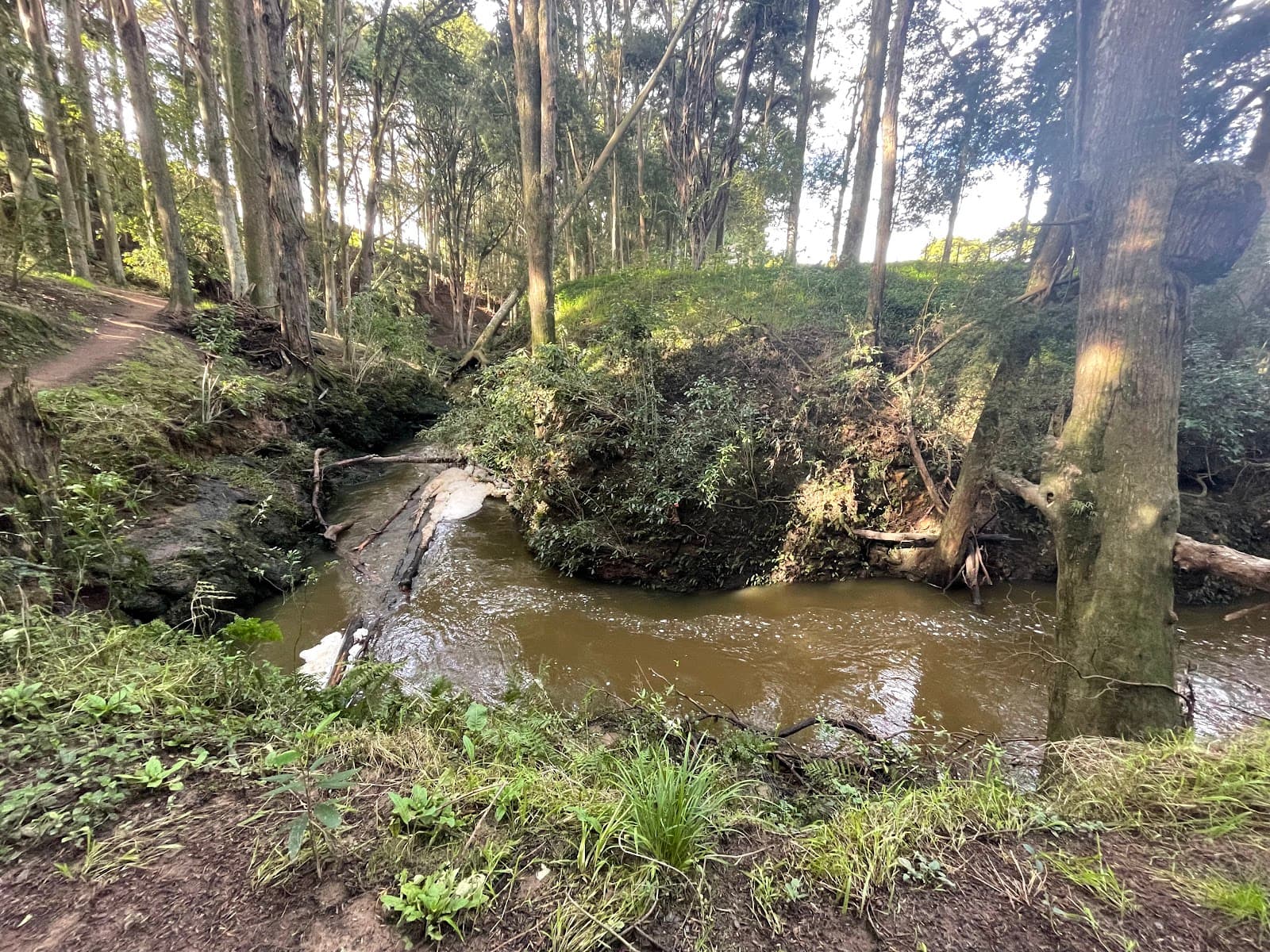 Morrinsville River Walk - Image 1