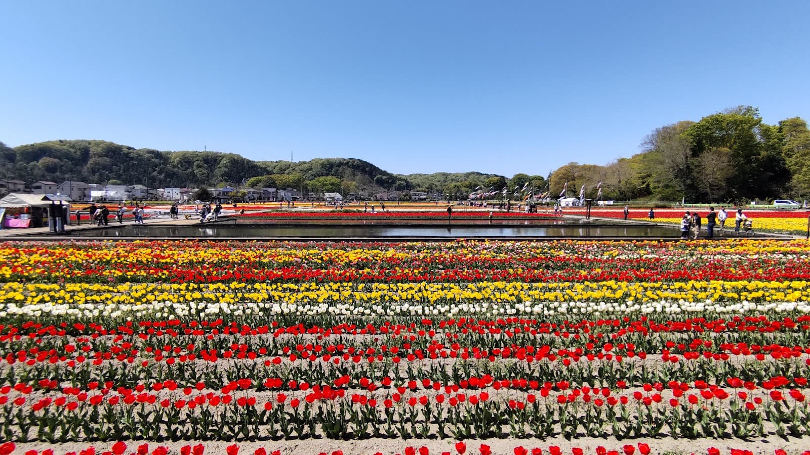 Hamura Tulip Fields - Image 1