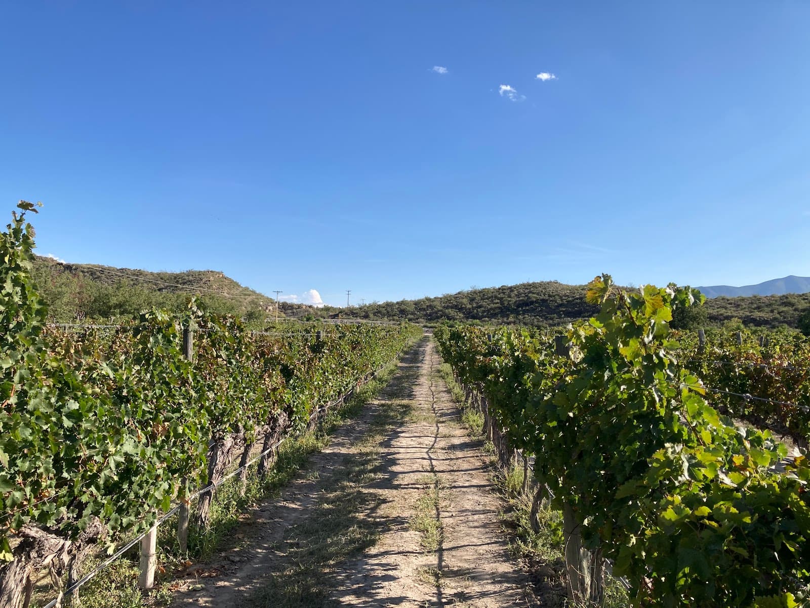 Casa Madero Winery - Image 1