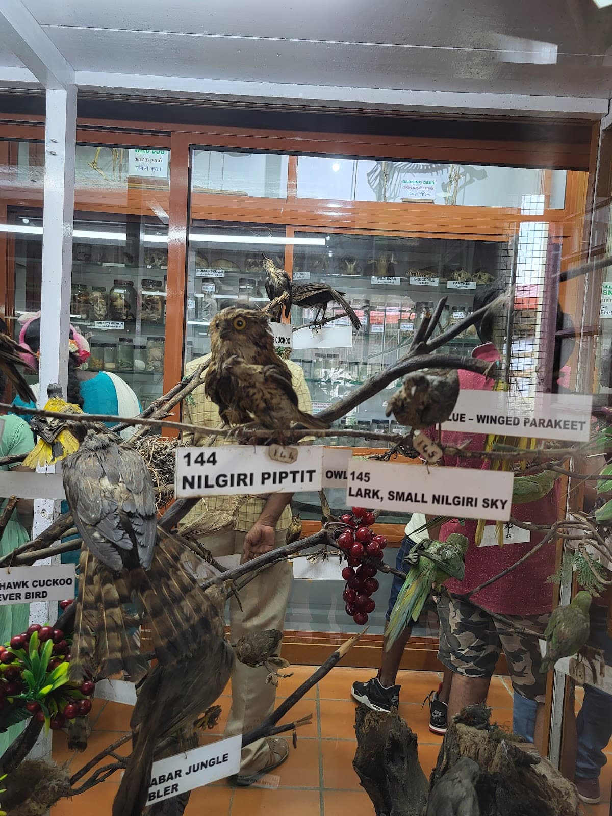 Shenbaganur Museum of Natural History - Image 1