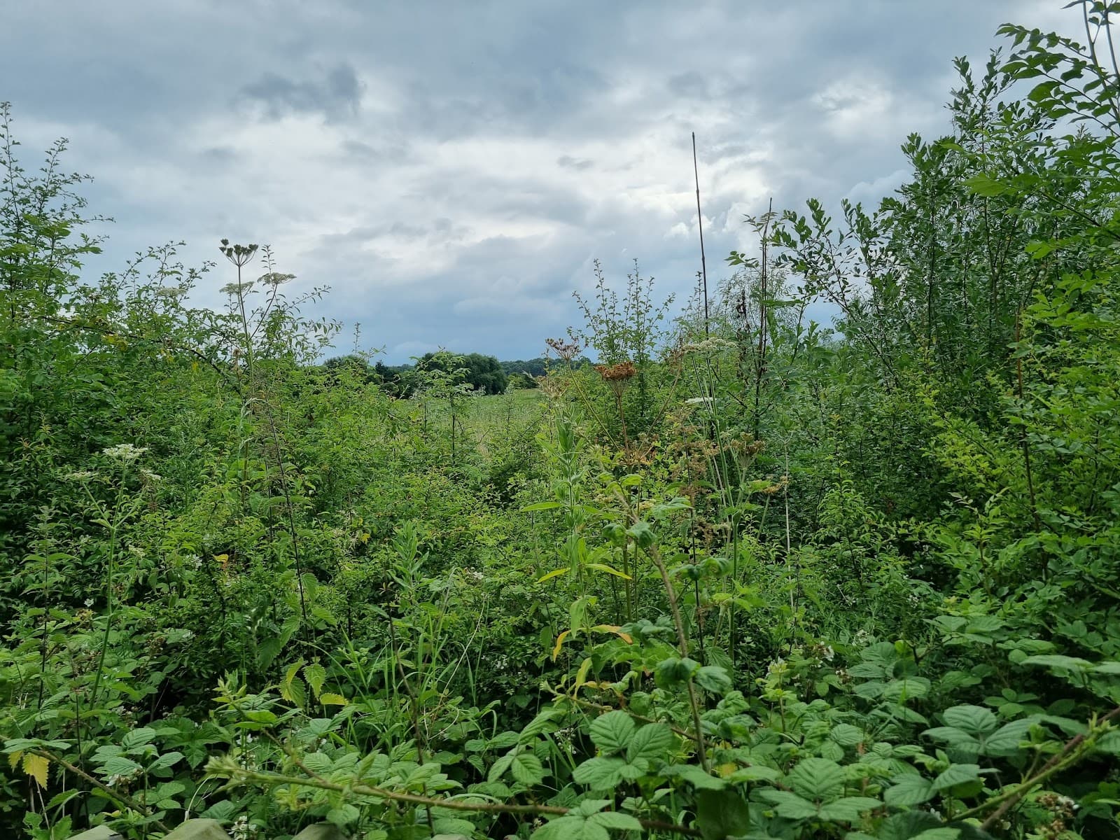 Ashton's Flash - Image 1