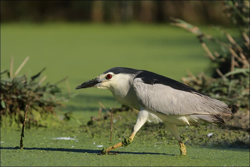 Marais aux Oiseaux - Image 1